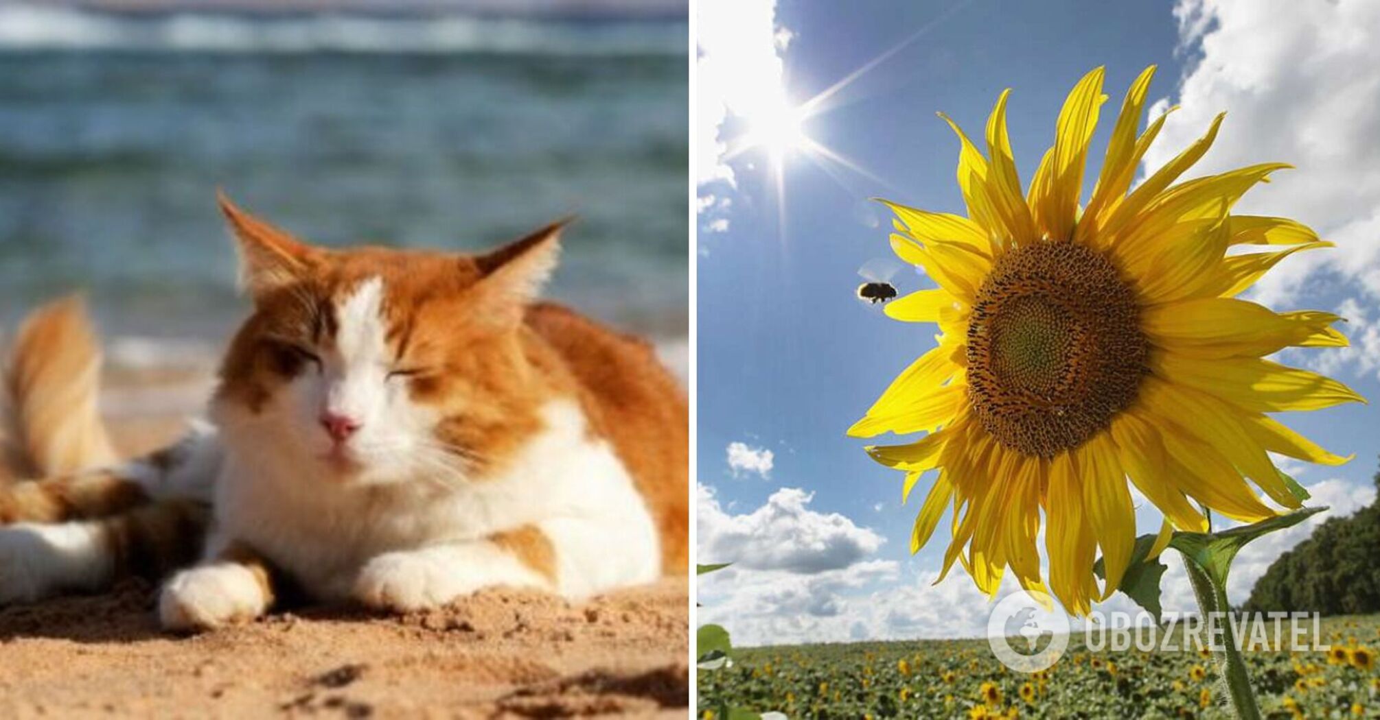 Heat to +32 degrees and no precipitation: forecasters give weather forecast for Friday, 23 June