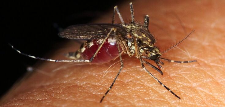 Why some people are mosquito magnets and how to trick insects: facts from scientists