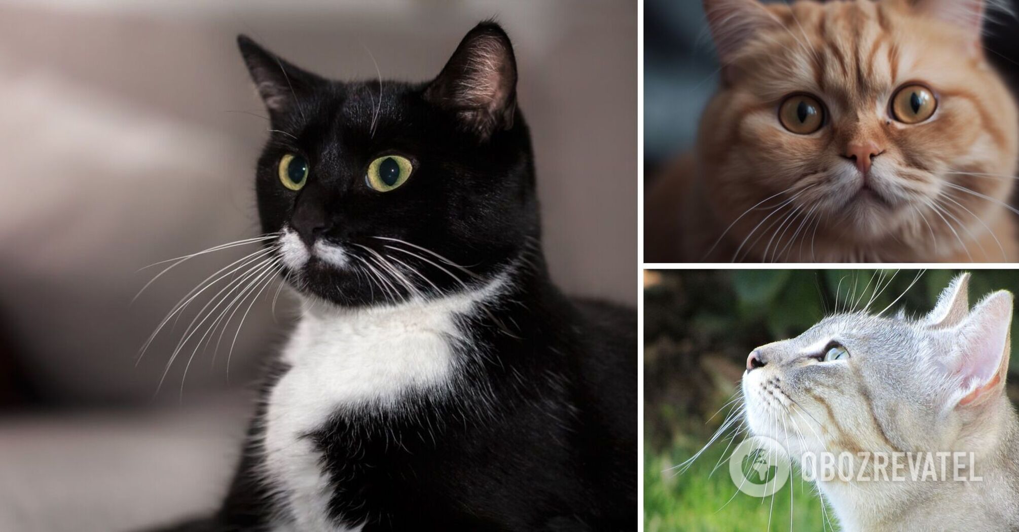 Why cats can be stressed by whiskers and whether they can grow more than just a muzzle: interesting facts
