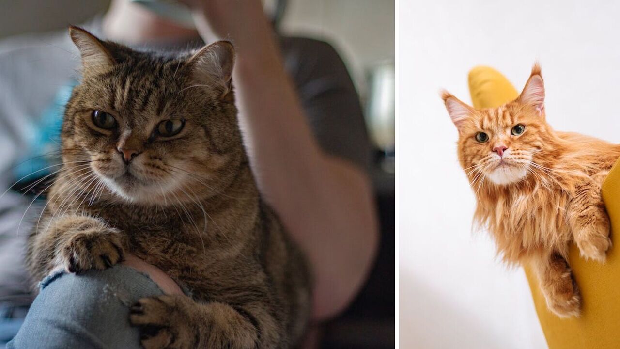 What cats have an unbearable character: the top 5 "hard" breeds