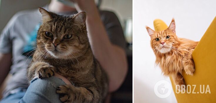 What cats have an unbearable character: the top 5 "hard" breeds