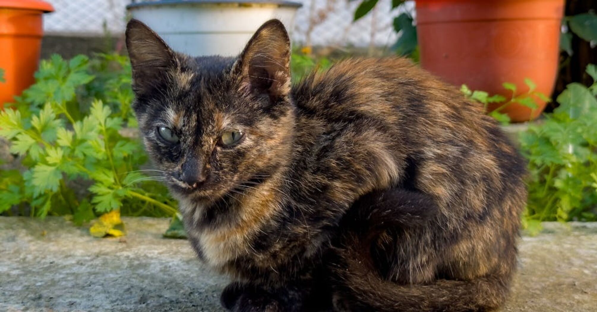 How to wean a cat from going to the toilet in the garden or vegetable garden: four effective methods