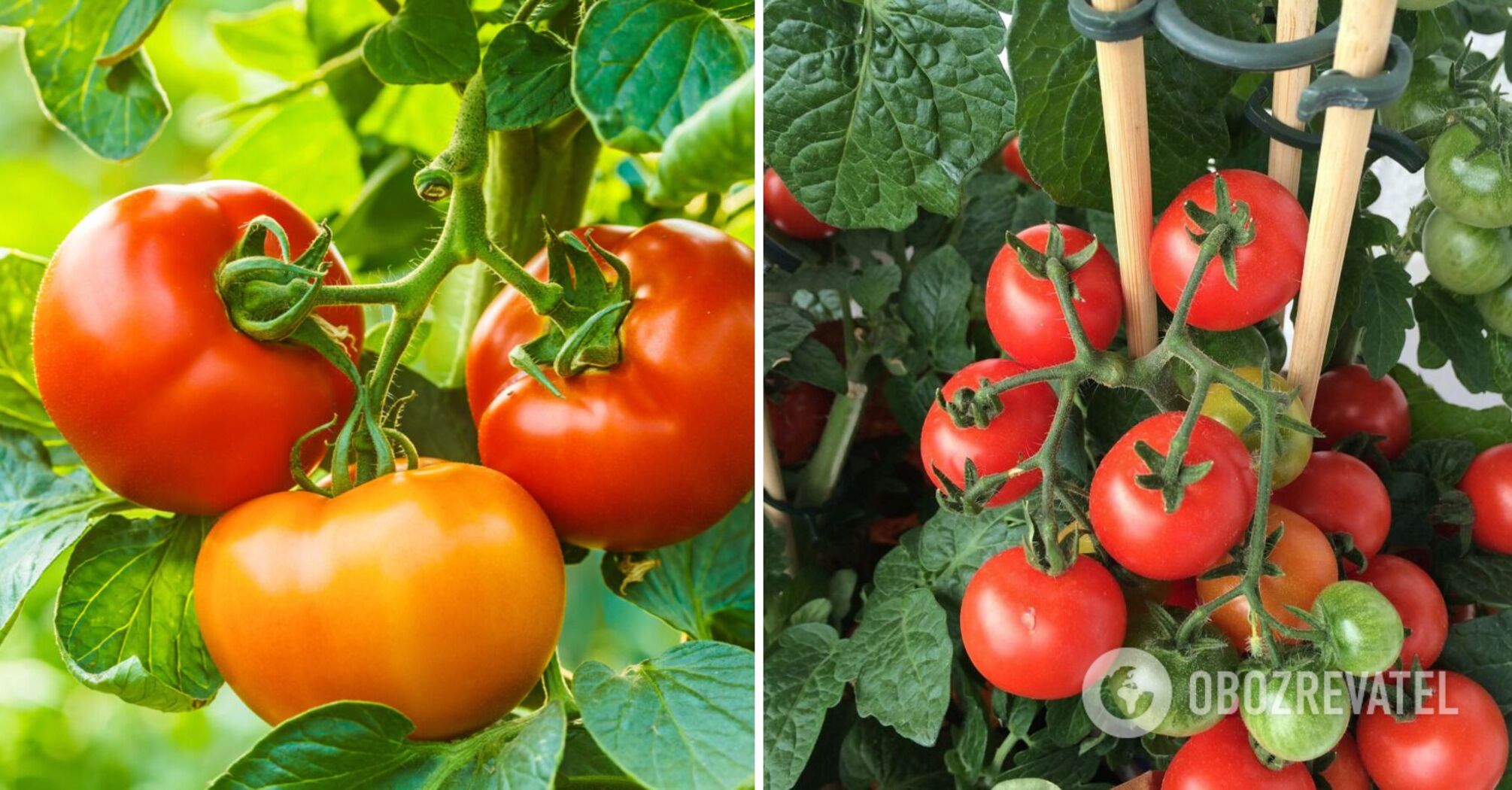 How to grow tomatoes faster - ways to ripen juicy fruits quickly