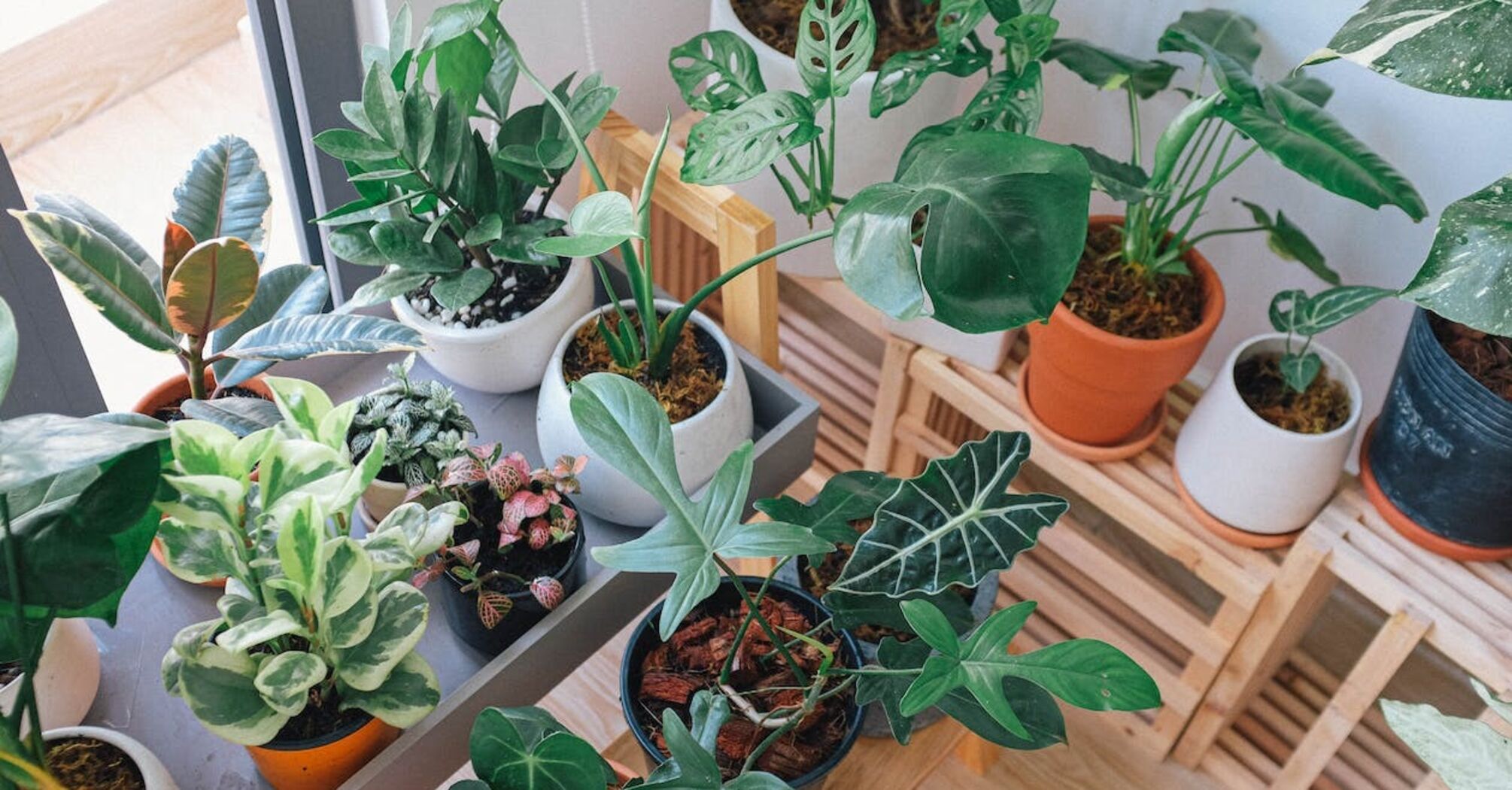 How to check if you already need to water a houseplant: an easy way