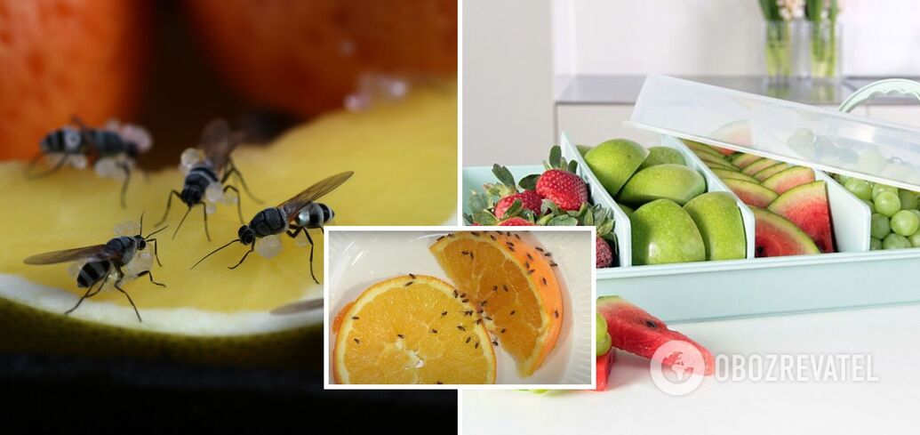 How to Prevent Fruit Flies This Summer