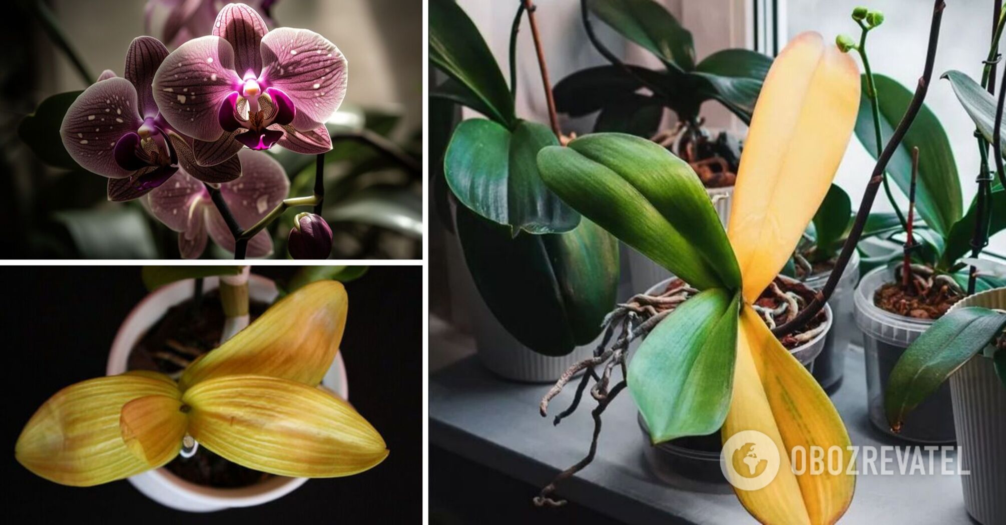 Do you have to trim yellow leaves on an orchid: how to save a withering plant