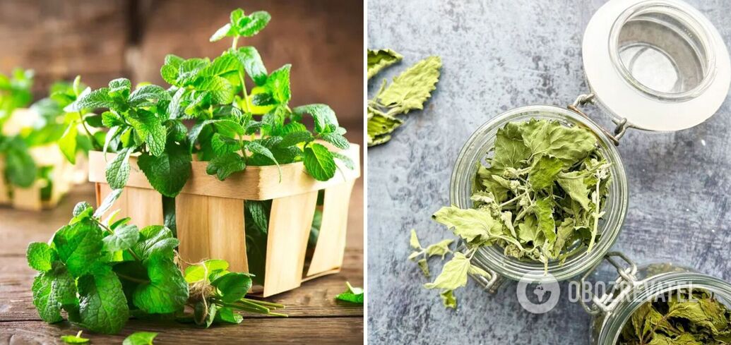 how-to-dry-and-store-mint-tips-and-tricks