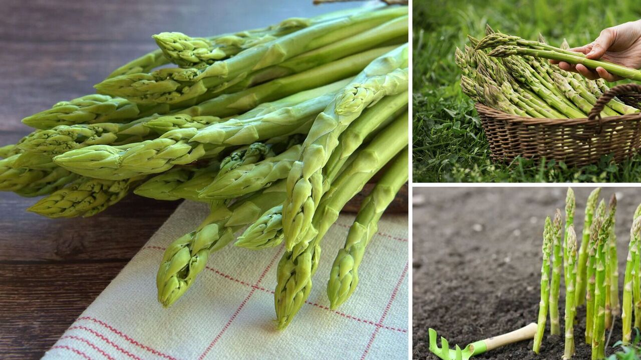 Frost won't be a problem: how to grow asparagus at home