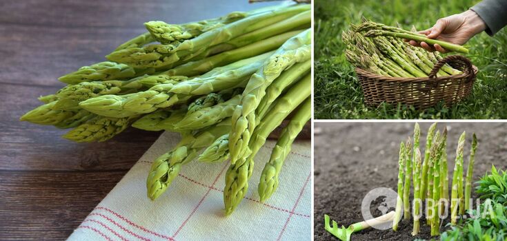 Frost won't be a problem: how to grow asparagus at home