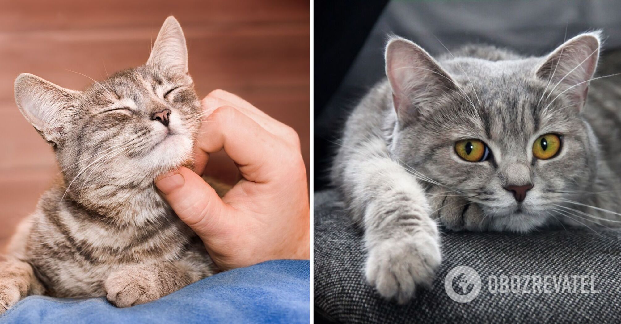 How to get along with your cat: 2 tricky ways