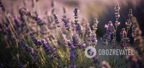 Lavender will bloom without stopping: how to feed it correctly