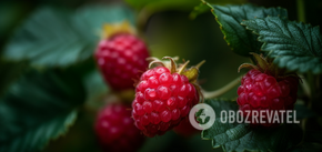 How to avoid watery raspberries: what to feed bushes during fruiting