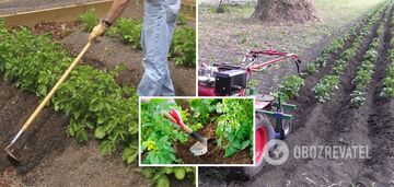 When to mow potatoes: the perfect time for a rich harvest