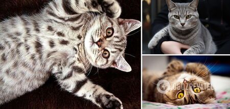 You shouldn't pet: why cats show their owners their bellies
