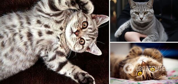 You shouldn't pet: why cats show their owners their bellies