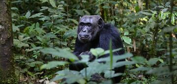 Scientists found out how human ancestors started walking on two legs: it didn't start on land