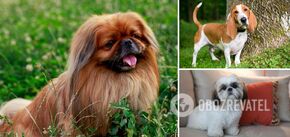Get along well in the family: which dog breeds are the calmest