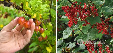 How to feed currants and gooseberries to make them sweet: the harvest will impress