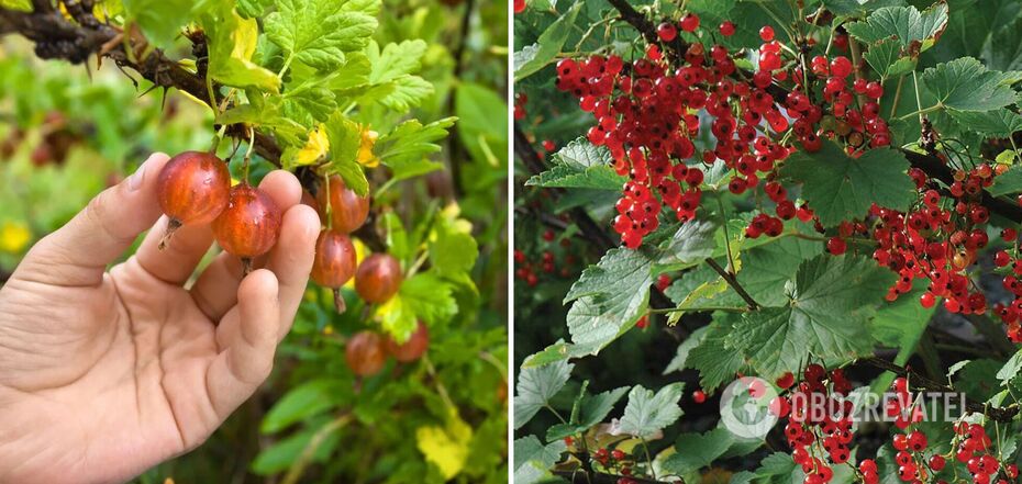 How to feed currants and gooseberries to make them sweet: the harvest will impress