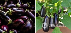 Eggplants will be big and bright: what to feed the bushes