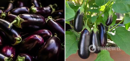 Eggplants will be big and bright: what to feed the bushes