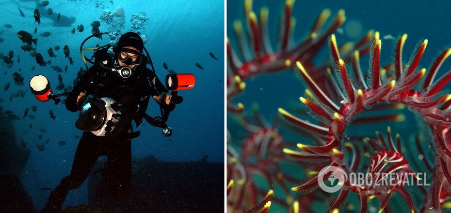 The best diving destinations where you can see endangered species of marine life