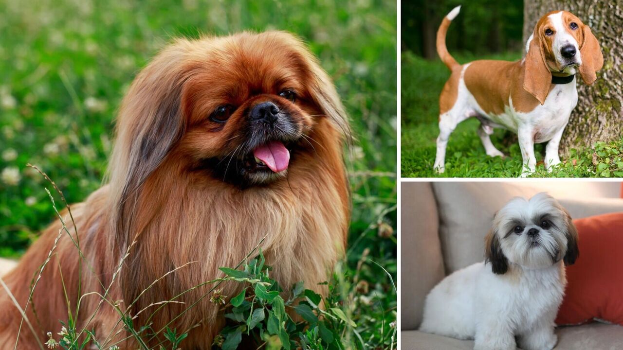 Get along well in the family: which dog breeds are the calmest