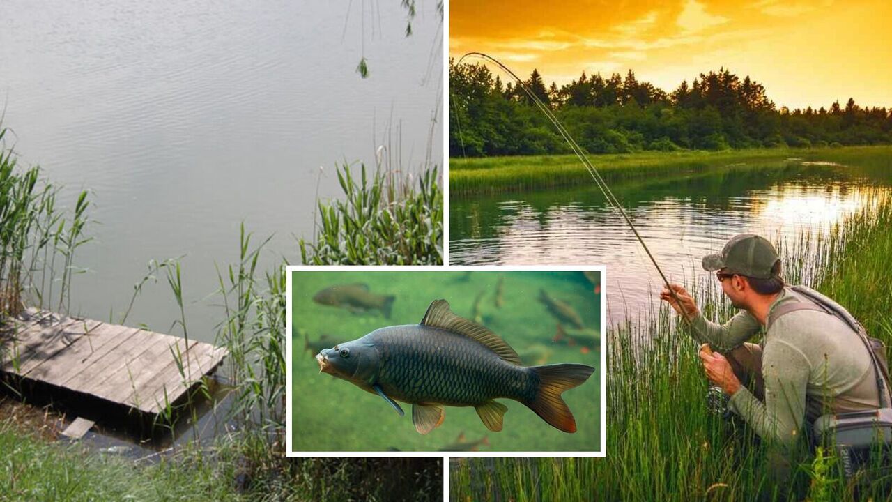 Bait will be crazy: how to make bait for carp at home