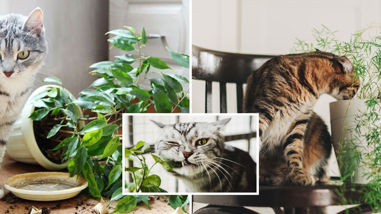 Which houseplants are poisonous to cats: a list