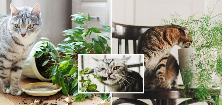 Which houseplants are poisonous to cats: a list