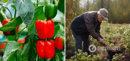The harvest will double: what to feed sweet peppers in June