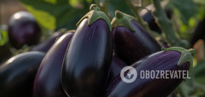 Eggplants need to be fed four times per season: what fertilisers will increase the yield