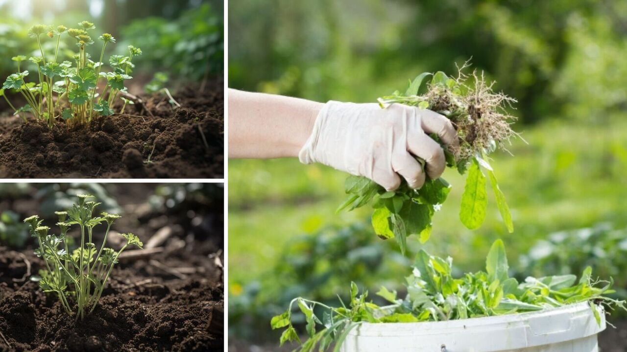 How to remove weeds: a recipe for a folk remedy