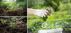 How to remove weeds: a recipe for a folk remedy