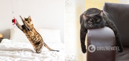 How cats show that they are bored: how to entertain your pet
