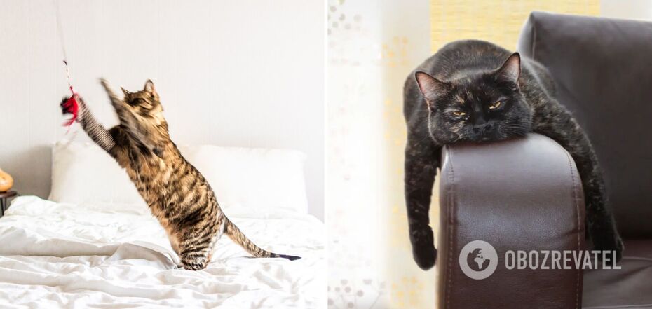 How cats show that they are bored: how to entertain your pet