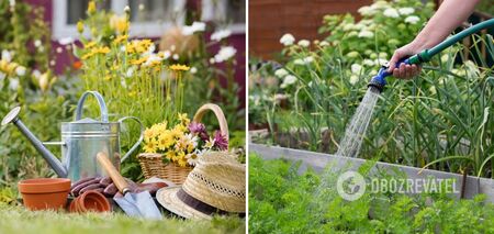 When and how often to water vegetables in the garden: the main rules