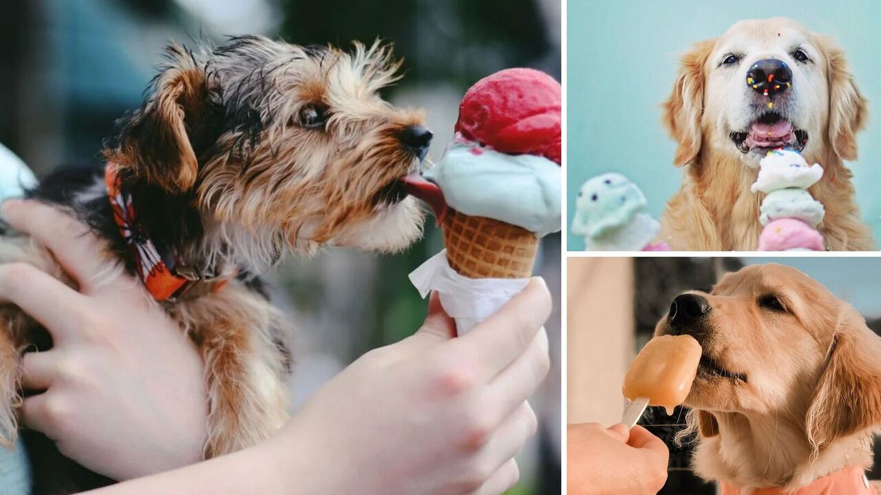 Can you give your dog ice cream: what are the health risks
