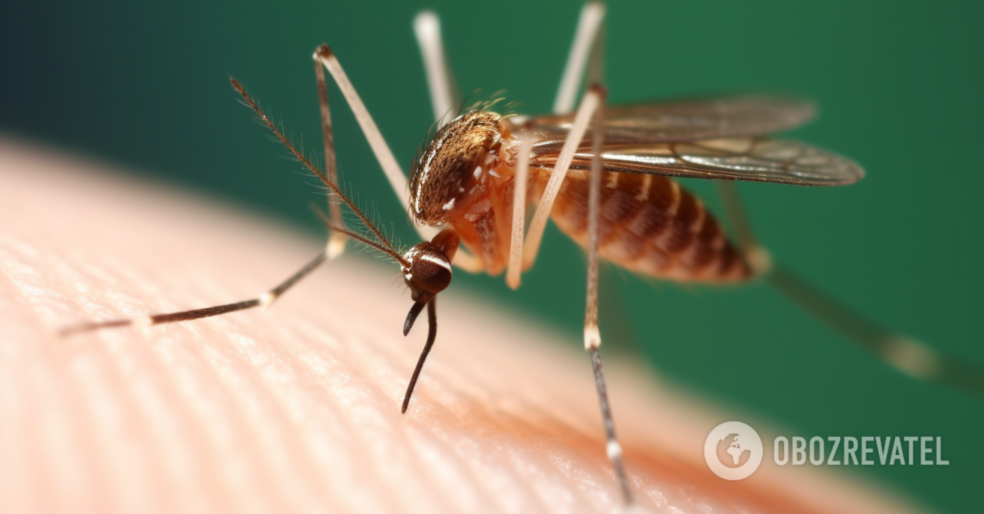 What colors attract mosquitoes and what not to wear