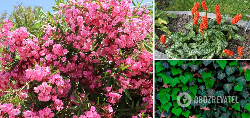 What poisonous plants should not be planted in the yard: they can harm people and animals