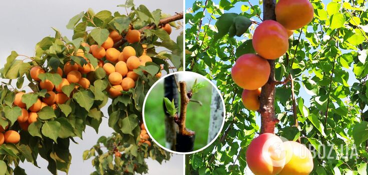 How to graft apricot in summer: why it is necessary and which plant to choose