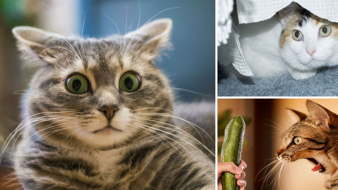 What product makes cats panic: you'd be surprised