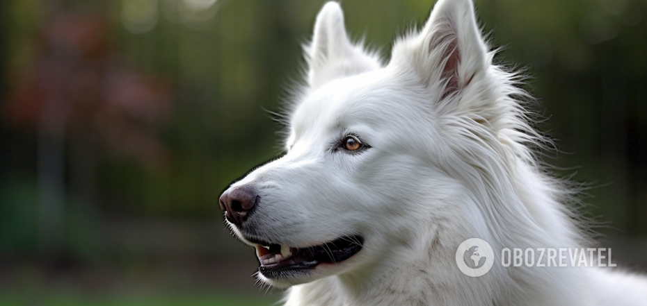 Why dog grunts: how not to miss the alarming symptom | OBOZ.UA