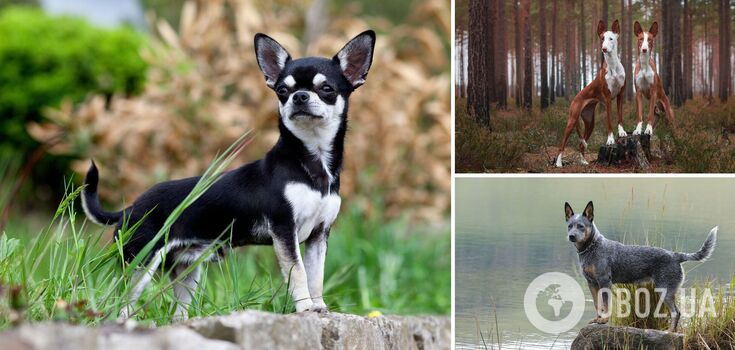 Which dogs are well suited for warm climates: five breeds