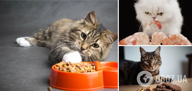 What to treat your cat: three products that no pet can refuse