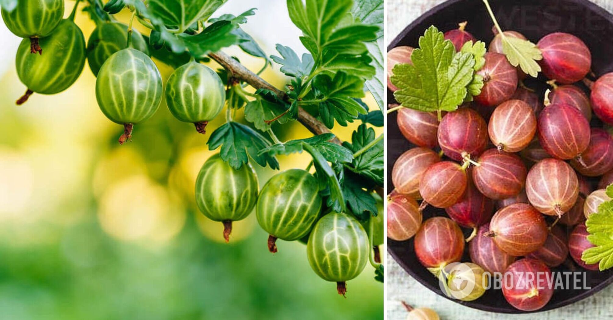 Gooseberries: more useful information about a well-known berry
