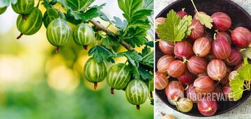 Gooseberries: more useful information about a well-known berry