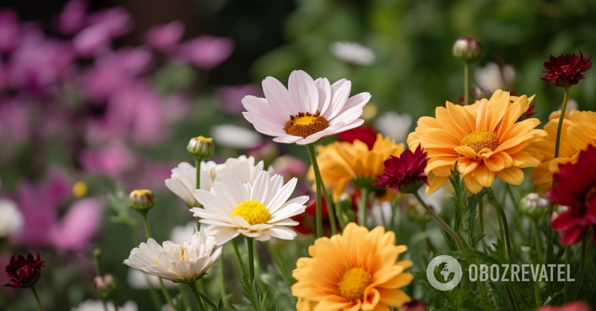 Grow in all conditions: six of the best flower choices for the garden