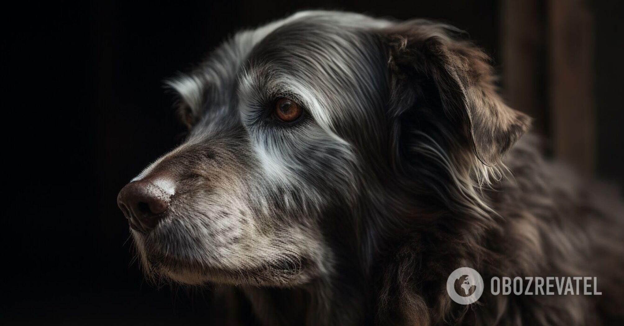 What the oldest dog in history that made it to Guinness Book of World Records looks like. Video