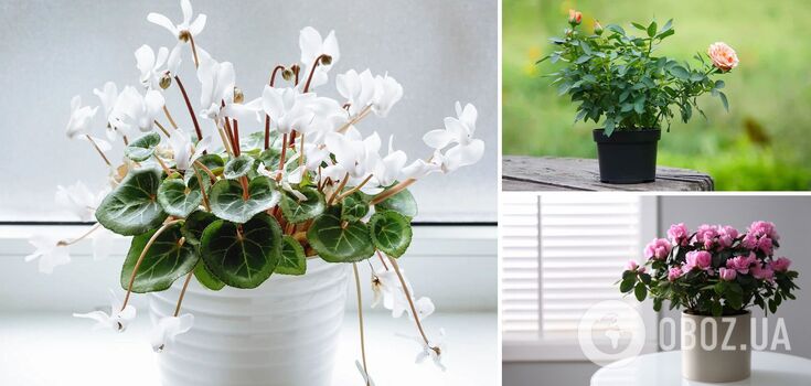 Beautiful only in the store: what flowers do not take root well at home